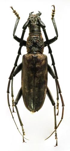 Réf. 193 267 : Hoplocerambyx spinicornis